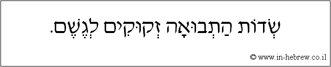 עברית: שדות התבואה זקוקים לגשם.