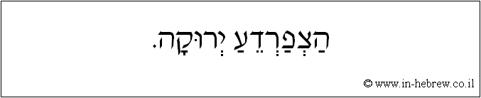 עברית: הצפרדע ירוקה.