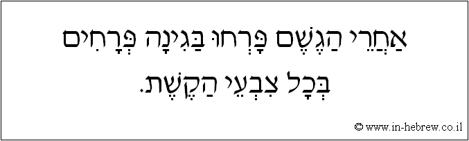 עברית: אחרי הגשם פרחו בגינה פרחים בכל צבעי הקשת.