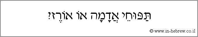 עברית: תפוחי אדמה או אורז?
