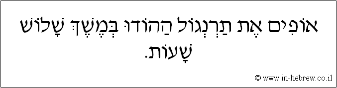 עברית: אופים את תרנגול ההודו במשך שלוש שעות.