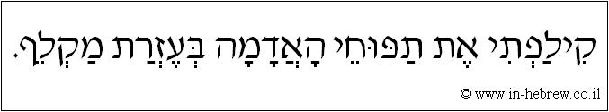 עברית: קילפתי את תפוחי האדמה בעזרת מקלף.