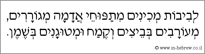עברית: לביבות מכינים מתפוחי אדמה מגוררים, מעורבים בביצים וקמח ומטוגנים בשמן.