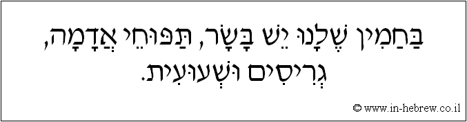 עברית: בחמין שלנו יש בשר, תפוחי אדמה, גריסים ושעועית.