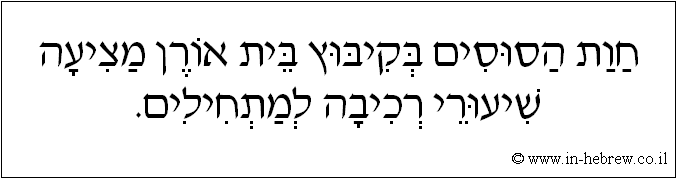 עברית: חוות הסוסים בקיבוץ בית אורן מציעה שיעורי רכיבה למתחילים.