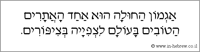עברית: אגמון החולה הוא אחד האתרים הטובים בעולם לצפייה בציפורים.