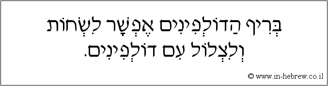 עברית: בריף הדולפינים אפשר לשחות ולצלול עם דולפינים.