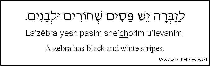 English to Hebrew: A zebra has black and white stripes.