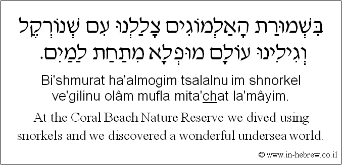 English to Hebrew: At the Coral Beach Nature Reserve we dived using snorkels and we discovered a wonderful undersea world.