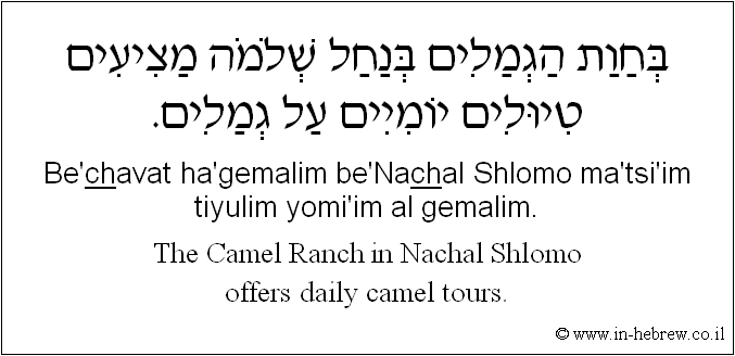 English to Hebrew: The Camel Ranch in Nachal Shlomo offers daily camel tours.