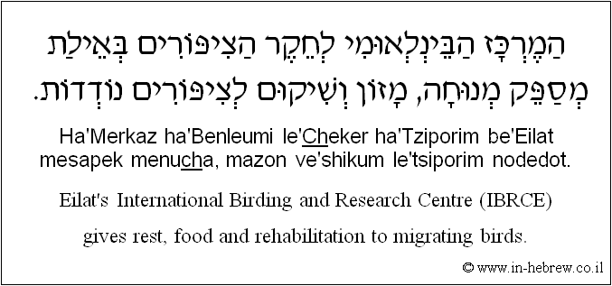 English to Hebrew: Eilat's International Birding and Research Centre (IBRCE) gives rest, food and rehabilitation to migrating birds.