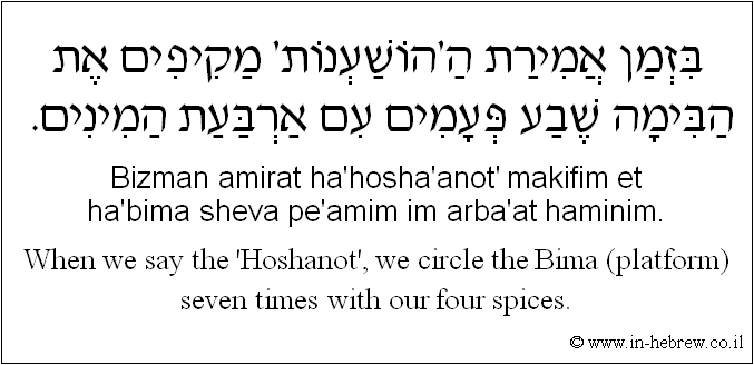 English to Hebrew: When we say the 'Hoshanot', we circle the Bima (platform) seven times with our four spices.