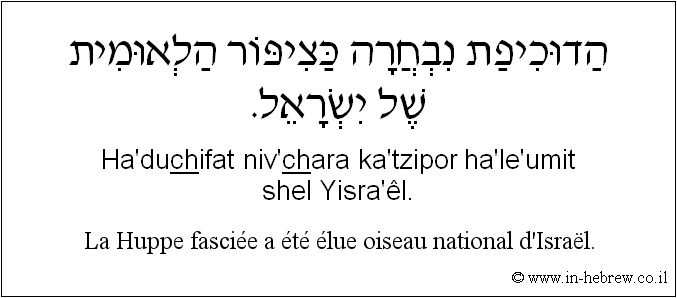 Français à l'hébreu: La Huppe fasciée a été élue oiseau national d'Israël.