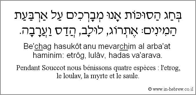 Français à l'hébreu: Pendant Souccot nous bénissons quatre espèces : l'etrog, le loulav, la myrte et le saule.