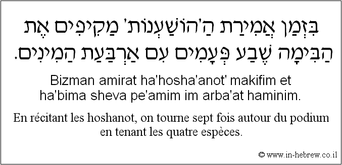 Français à l'hébreu: En récitant les hoshanot, on tourne sept fois autour du podium en tenant les quatre espèces.