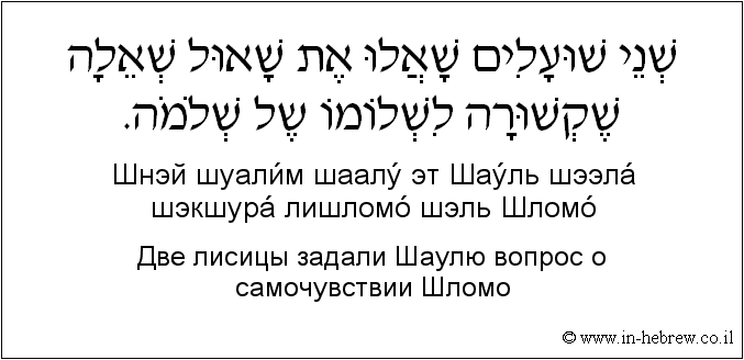 Иврит и русский: Две лисицы задали Шаулю вопрос о самочувствии Шломо