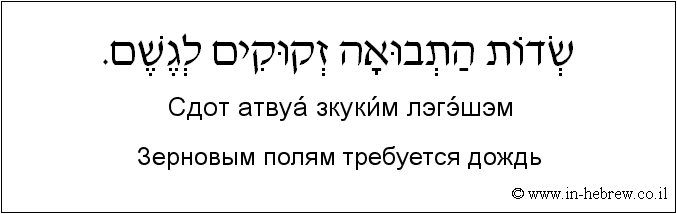 Иврит и русский: Зерновым полям требуется дождь