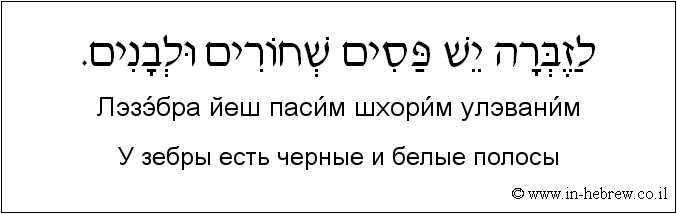 Иврит и русский: У зебры есть черные и белые полосы