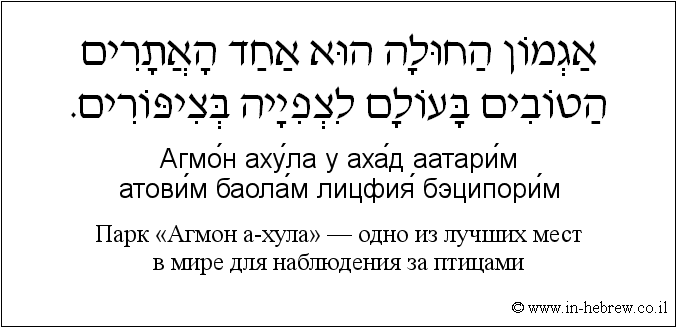 Иврит и русский: Парк «Агмон а-хула» — одно из лучших мест в мире для наблюдения за птицами