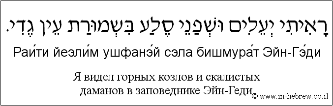 Иврит и русский: Я видел горных козлов и скалистых даманов в заповеднике Эйн-Геди