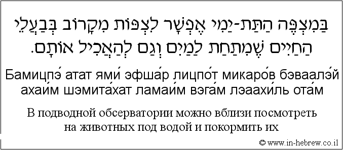 Иврит и русский: B подводной обсерватории можно вблизи посмотреть на животных под водой и покормить их