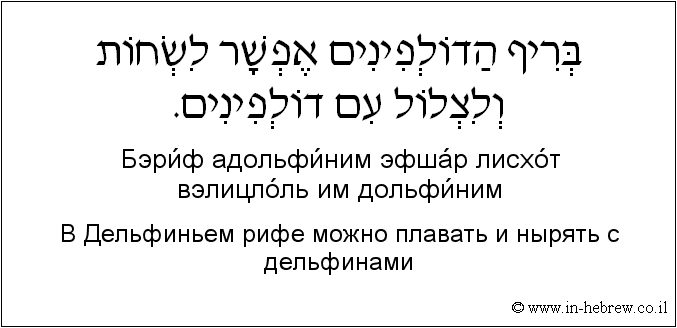 Иврит и русский: B Дельфиньем рифе можно плавать и нырять с дельфинами