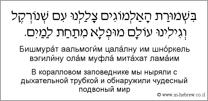Иврит и русский: B коралловом заповеднике мы ныряли с дыхательной трубкой и обнаружили чудесный подвоный мир
