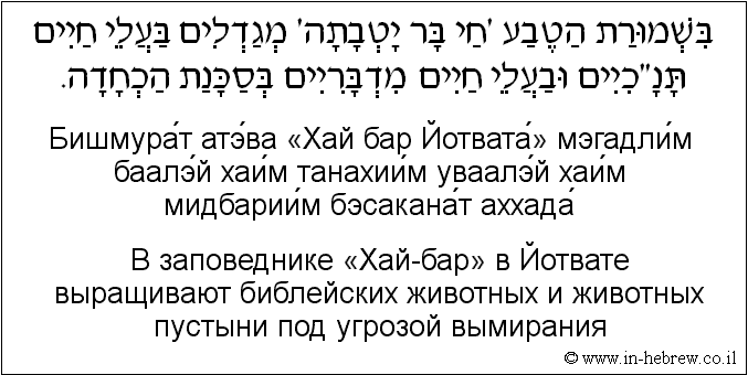 Иврит и русский: B заповеднике «Хай-бар» в Йотвате выращивают библейских животных и животных пустыни под угрозой вымирания