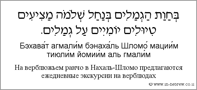 Иврит и русский: На верблюжьем ранчо в Нахаль-Шломо предлагаются ежедневные экскурсии на верблюдах