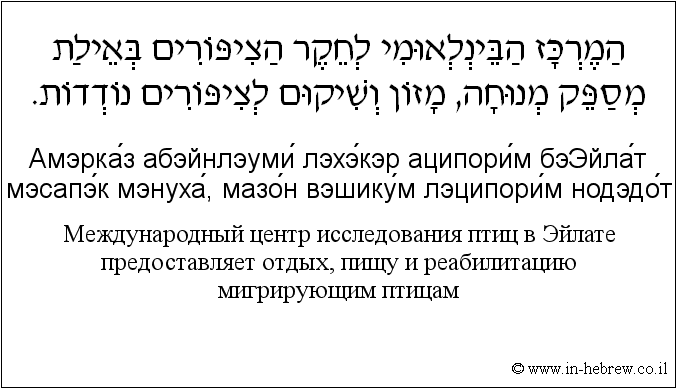 Иврит и русский: Международный центр исследования птиц в Эйлате предоставляет отдых, пищу и реабилитацию мигрирующим птицам