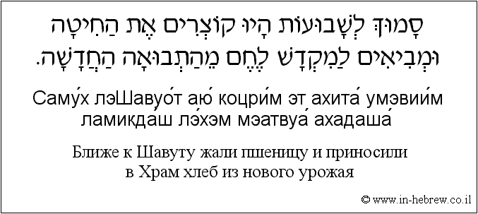 Иврит и русский: Ближе к Шавуту жали пшеницу и приносили в Храм хлеб из нового урожая
