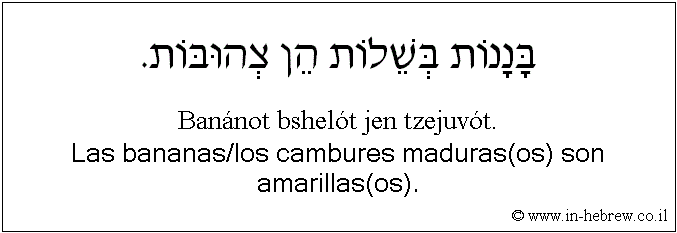 Español y hebreo: Las bananas/los cambures maduras(os) son amarillas(os).